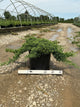 Juniperus chinensis 'Nana'