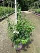 Philadelphus 'Snow Snowwhite Sensation'