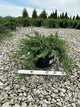 Juniperus conferta 'Blue Pacific'