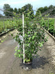 Salix caprea