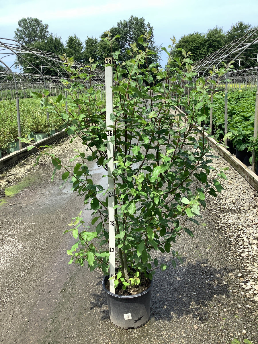 Salix caprea â€” G3 24