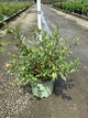 Salix x 'Winter Torch'