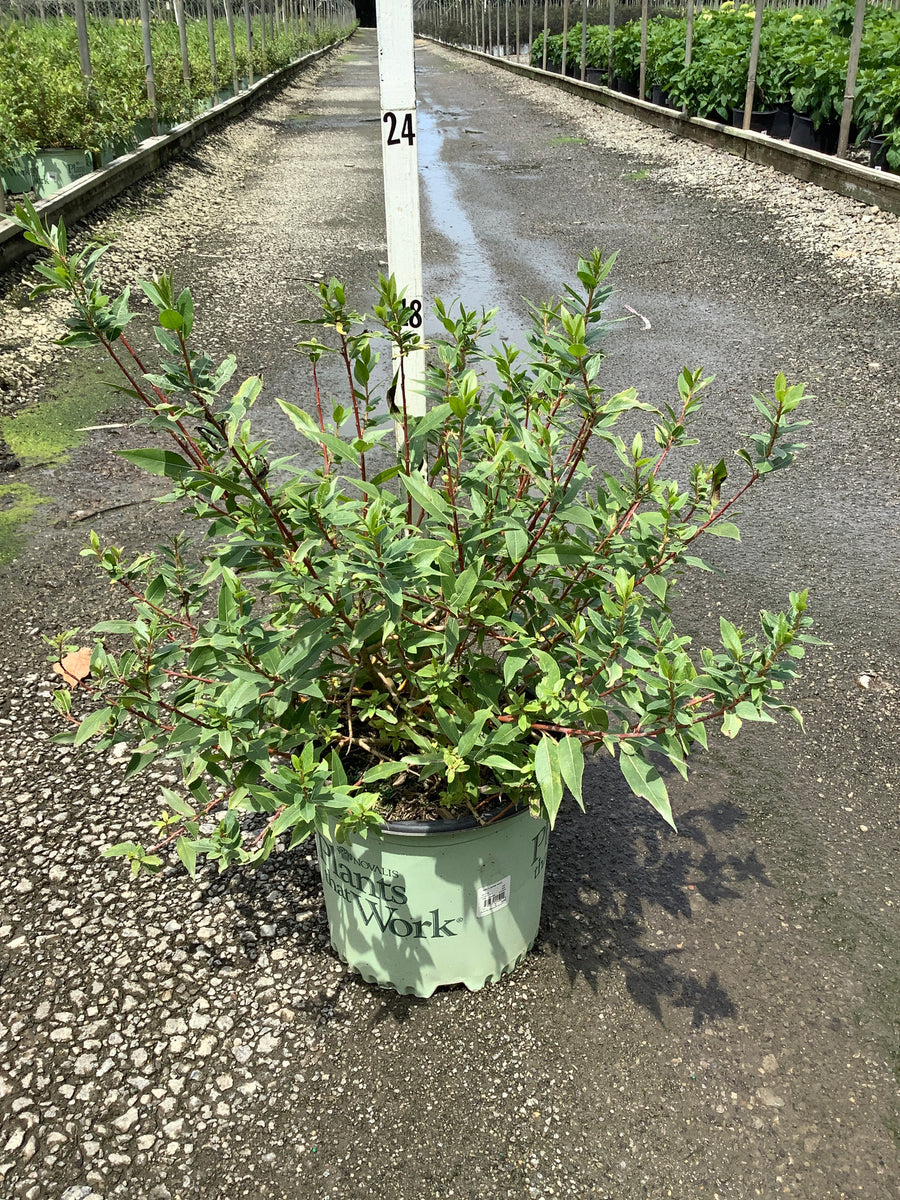 Salix x 'Winter Torch' â€” G3 12