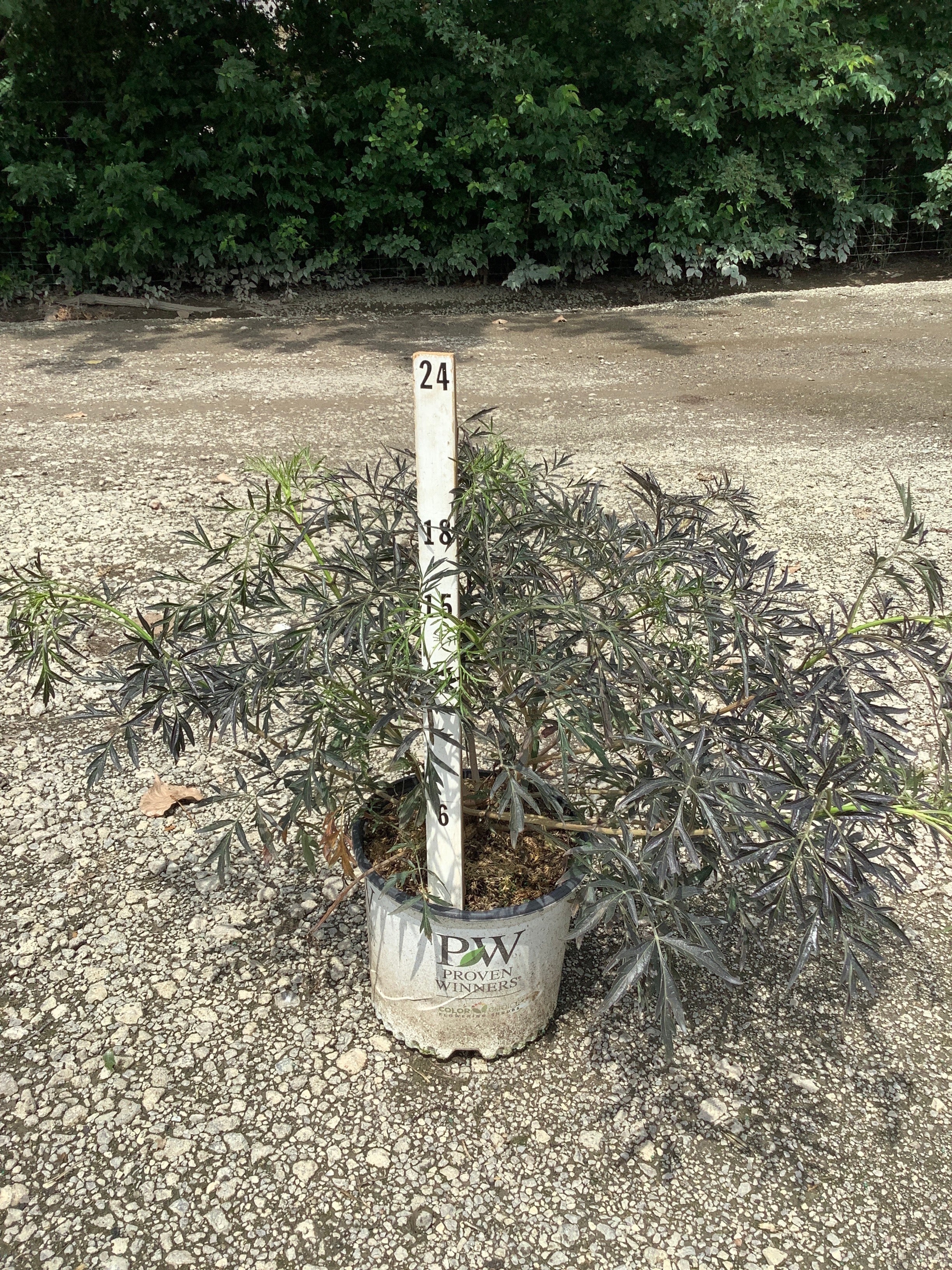 Sambucus nigra 'Eva'