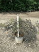 Sambucus nigra 'Eva'