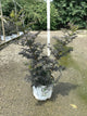Sambucus N 'Laced Up'