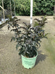 Sambucus nigra 'Eiffel 1' BLACK TOWER