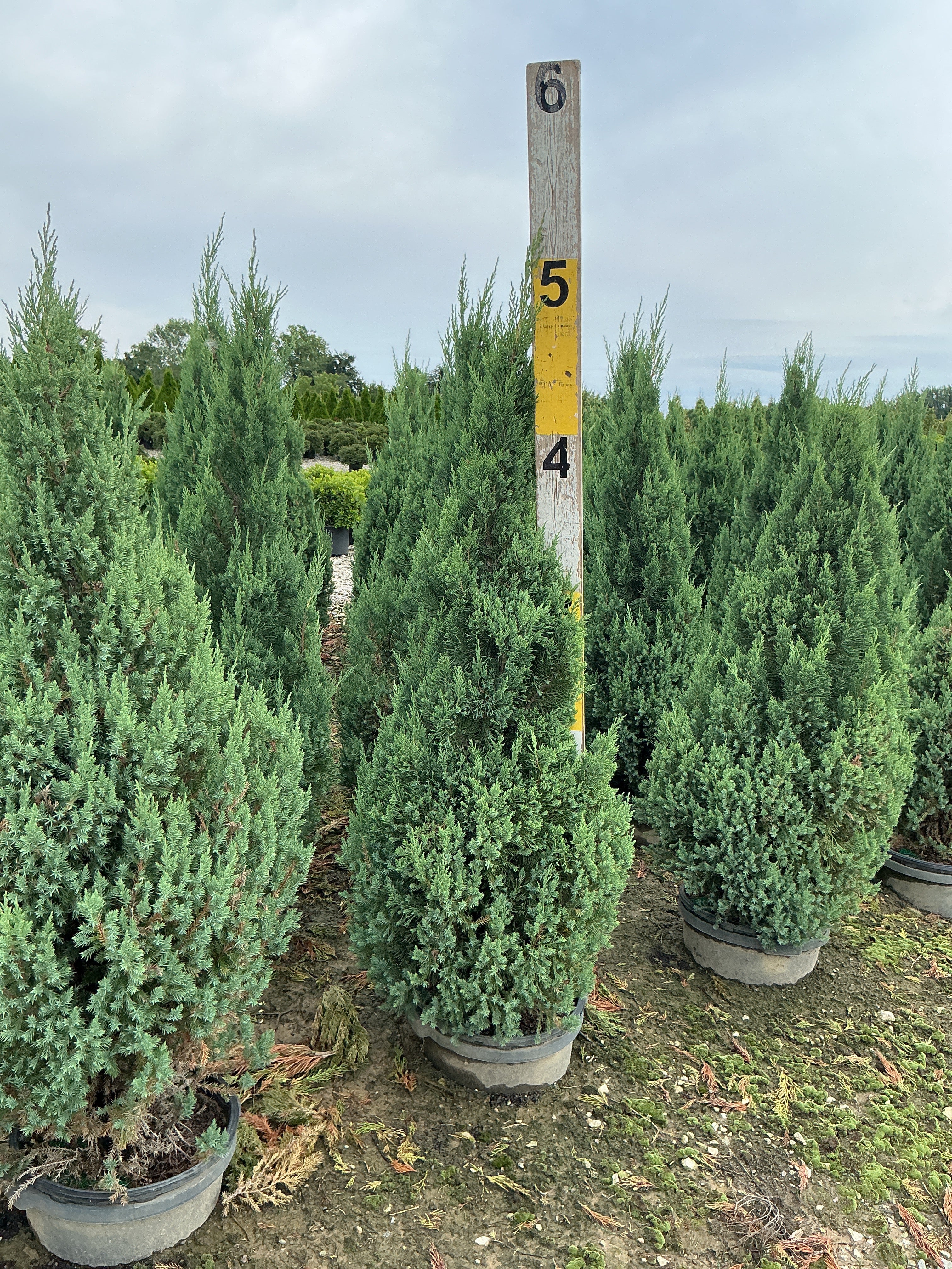 Juniperus chinensis 'Blue Point'