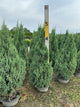 Juniperus chinensis 'Blue Point'