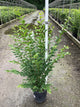 Ligustrum x ibolium