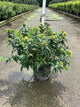 Diervilla sessilifolia 'Butterfly'