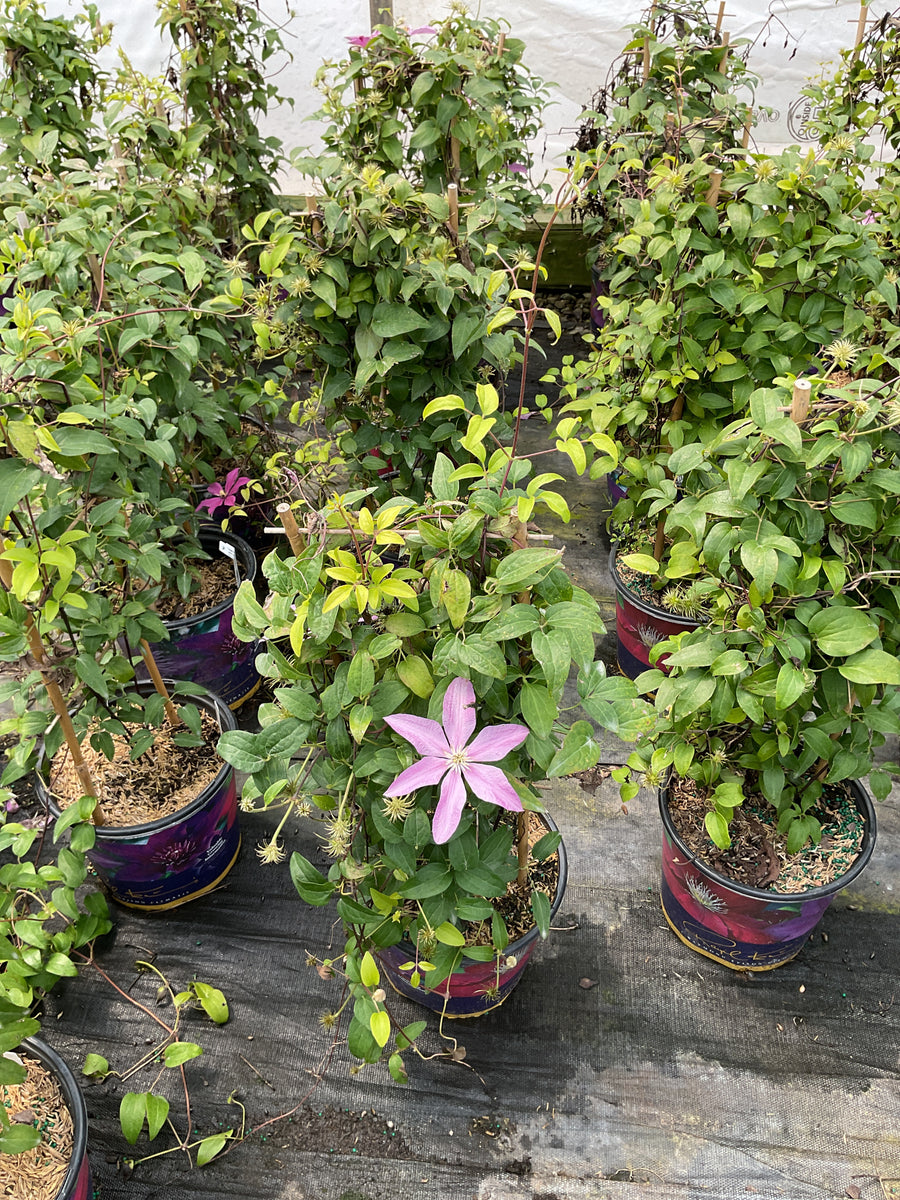 Clematis sally â€” 19CM RE