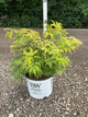 Sambucus lemony 'Lace'