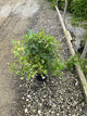 Clematis paniculata
