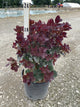 Cotinus coggygria 'Royal Purple'