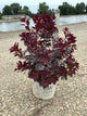 Cotinus coggygria 'Winecraft Black'
