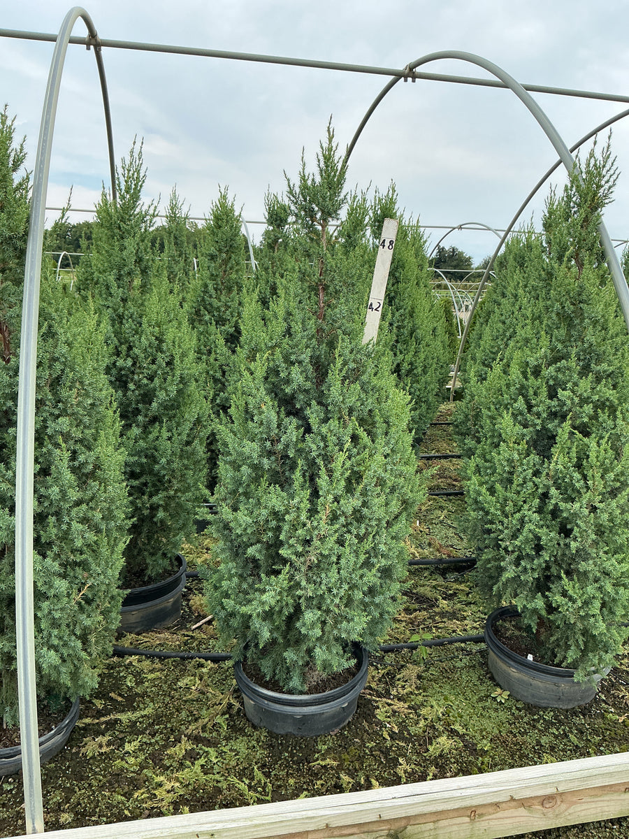 Juniperus x Star Power (‘J.N. Select Blue’)