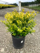 Ligustrum x vicary 'Vicaryi'