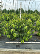 Viburnum plicatum 'Mariesii'
