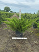 Juniperus chinensis 'Sea Green'