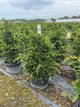 Taxus cuspidata 'Captain'