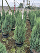Juniperus chinensis 'Blue Point'