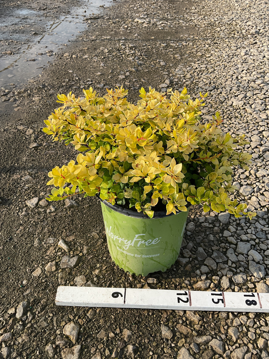 Berberis thunbergii 'Lemon Glow' â€” G2 10