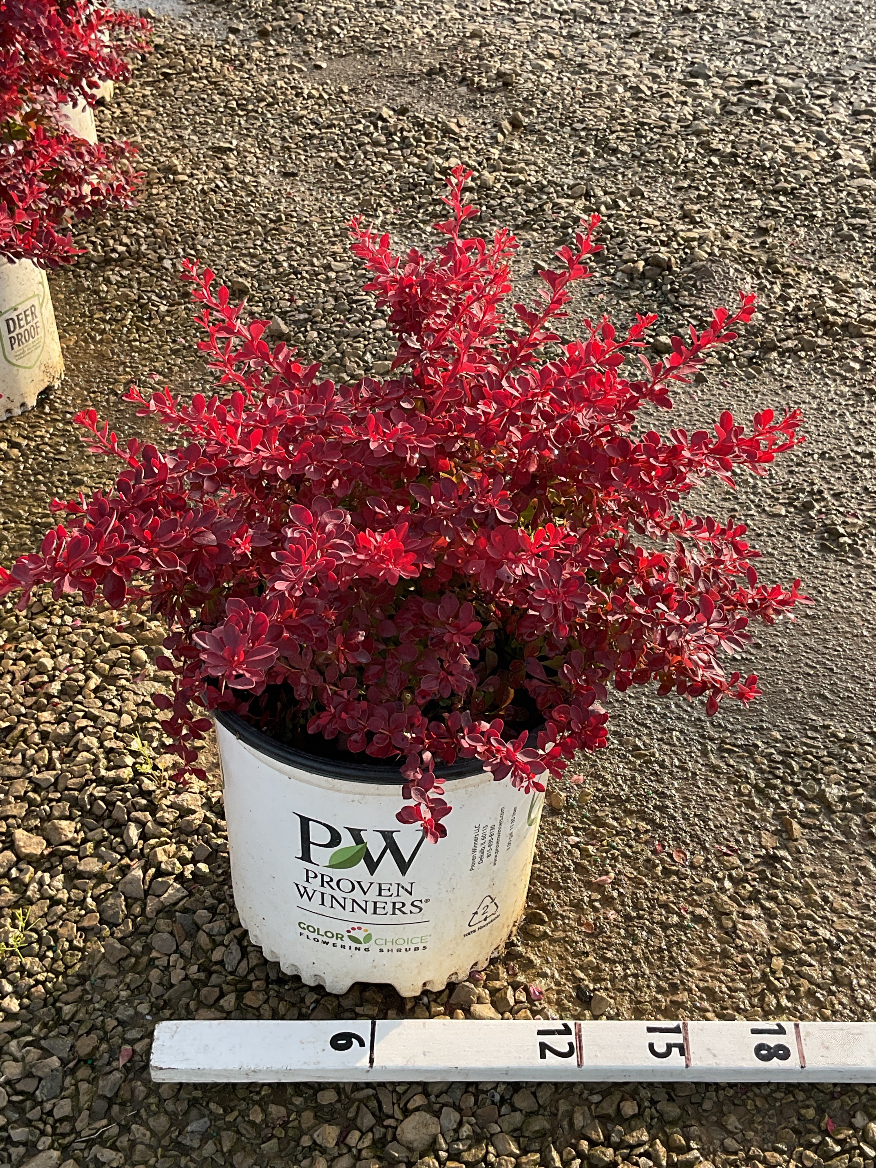Berberis thunbergii 'NCBT4'