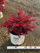 Berberis thunbergii 'NCBT4'