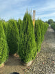 Thuja occidentalis 'Smaragd'