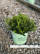 Buxus microphylla 'Little Missy'