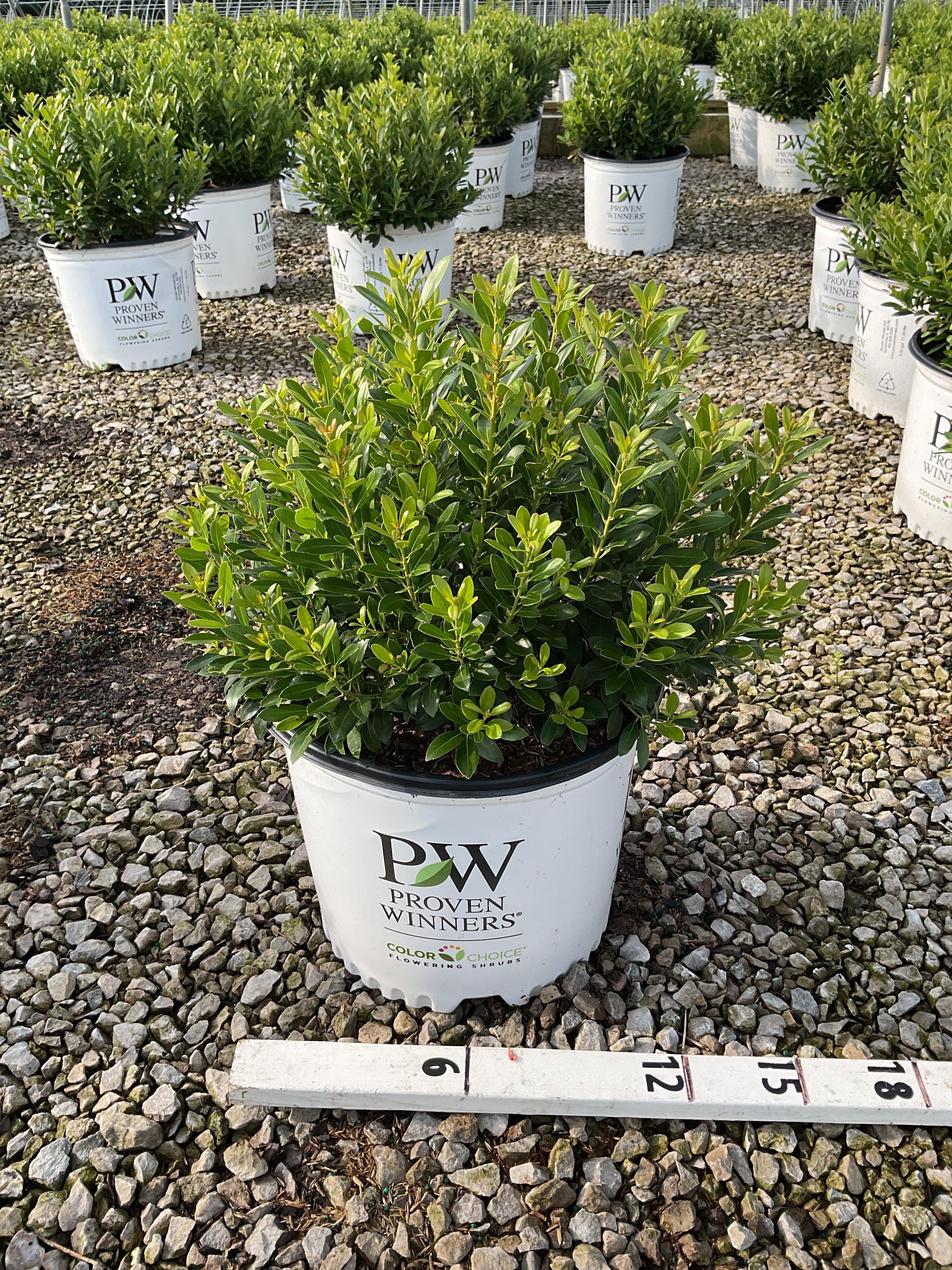 Ilex glabra 'Strong Box'