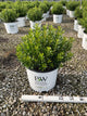 Ilex glabra 'Strong Box'