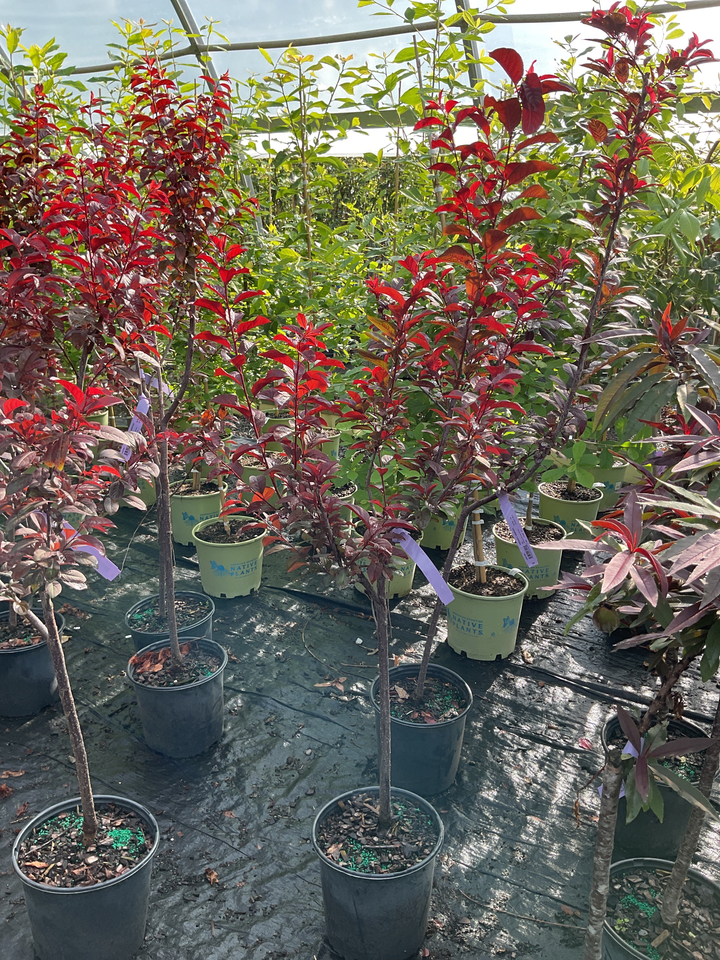 Prunus cerasifera 'Newport'