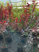 Prunus cerasifera 'Newport'