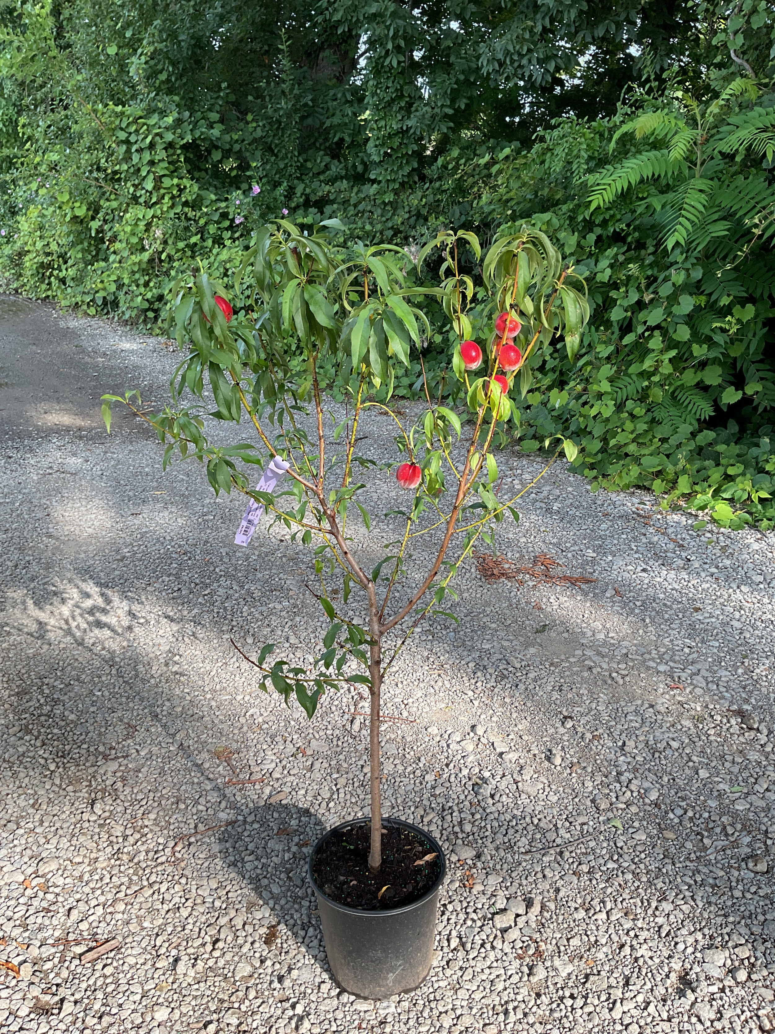 PRUNUS FRUIT - BLAZEPRINCE