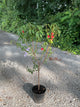 PRUNUS FRUIT - BLAZEPRINCE