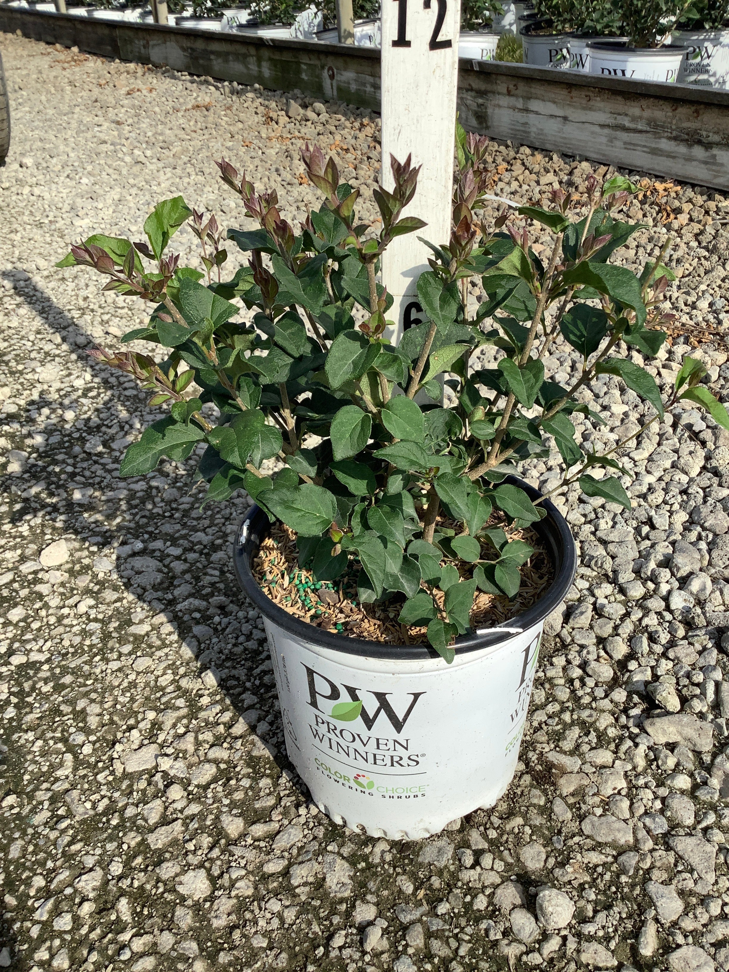 Syringa x 'Penda'