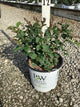 Syringa x 'Penda'