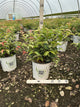 Leucothoe fontanesiana 'SMNLFGRV'