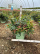 Leucothoe rejoyce