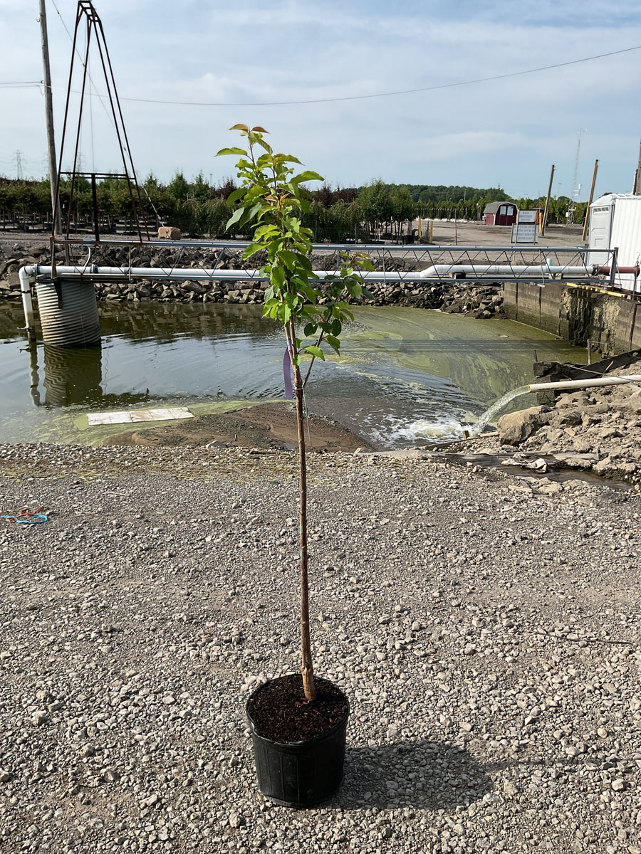 Prunus 'Fruit Black Tartarian' â€” G5 60
