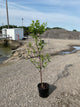 Prunus cerasus 'Montmorency'