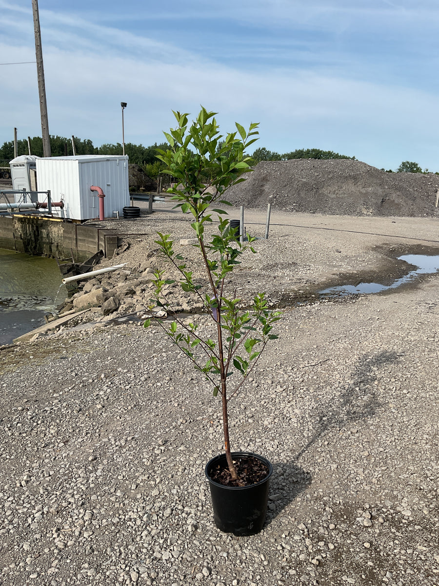 Prunus cerasus 'Montmorency' â€” G3 36
