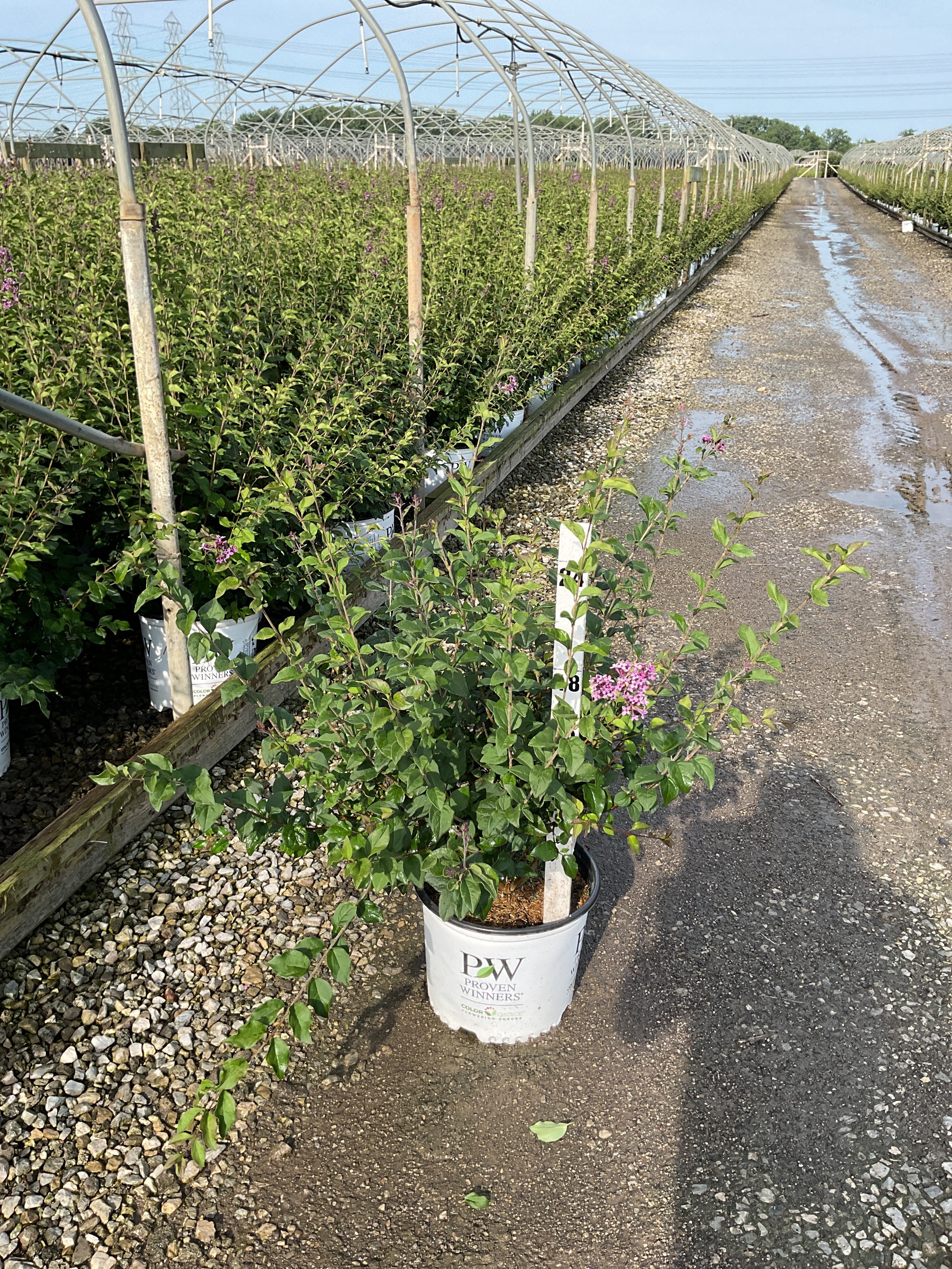 Syringa x 'Penda'
