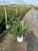 Syringa x 'Penda'