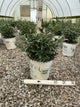 Sarcococca 'Sweet & Lo'