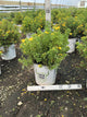Potentilla 'Happy Face Yellow'