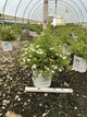 Potentilla 'Happy Face White'