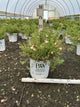 Potentilla 'Happy Face Hearts'